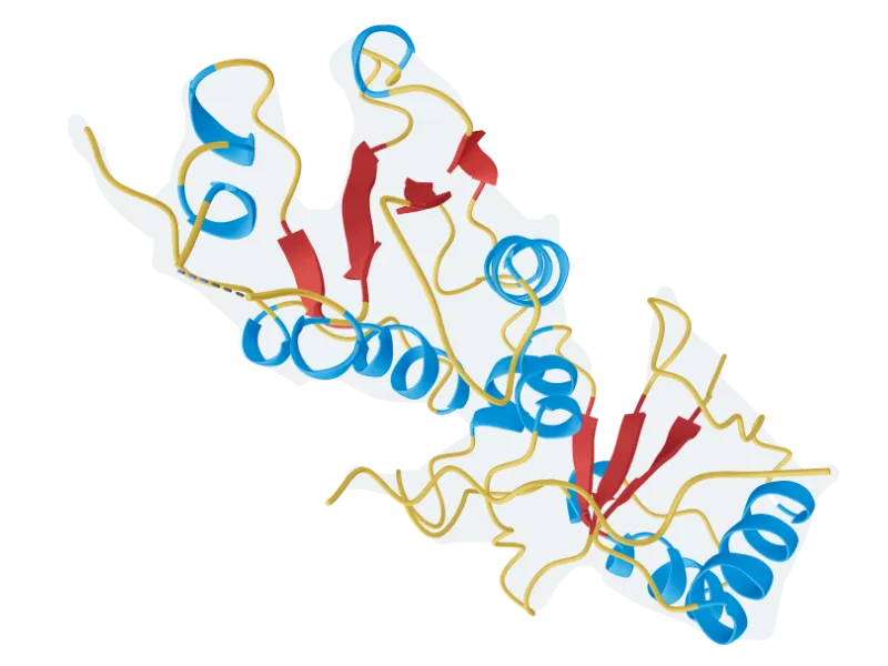 BRCA1 Protein Structure