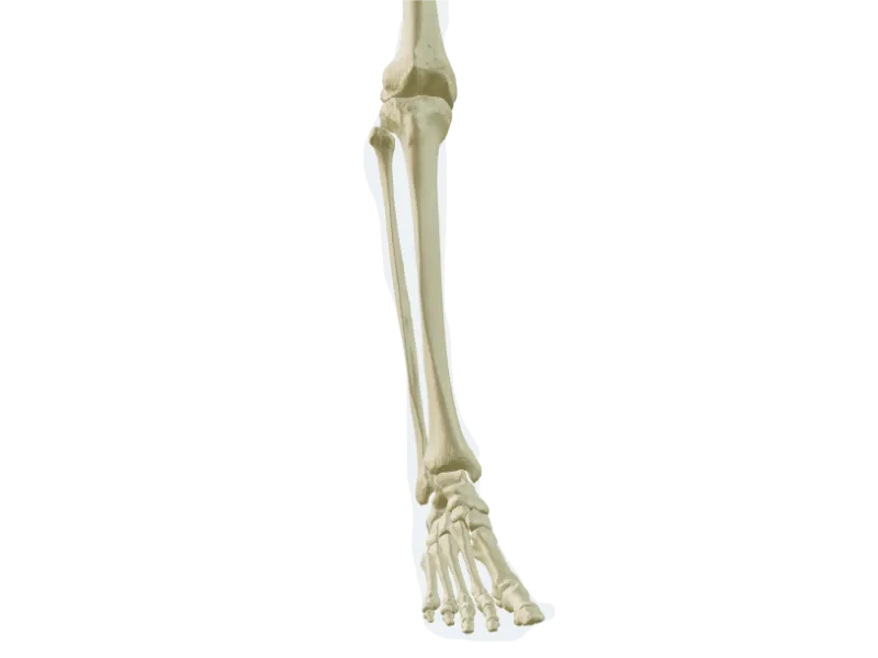 Lower Appendicular Skeleton