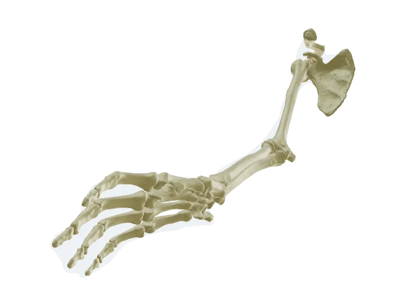 Upper Appendicular Skeleton